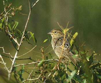 Aimophila Aestivalis