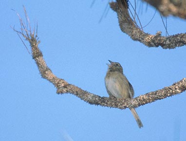 Bachman's Sparrow (Peucaea aestivalis) photo image