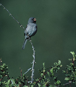 Black-chinned Sparrow (Spizella atrogularis) photo image