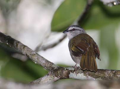 Black-striped Sparrow (Arremonops conirostris) photo image