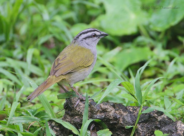 Black-striped Sparrow (Arremonops conirostris) photo image