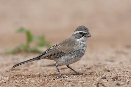 Black-throated Sparrow (Amphispiza bilineata) photo image