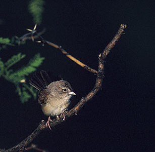 Botteri's Sparrow (Peucaea botterii) photo image