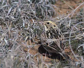 Baird's Sparrow (Ammodramus bairdii) photo image