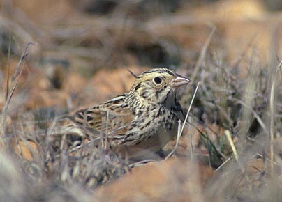 Baird's Sparrow (Ammodramus bairdii) photo image