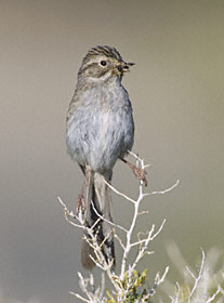 Brewer's Sparrow (Spizella breweri) photo image