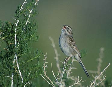 Brewer's Sparrow (Spizella breweri) photo image