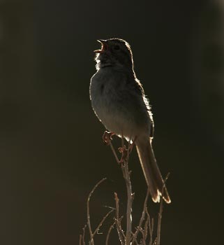 Brewer's Sparrow (Spizella breweri) photo image