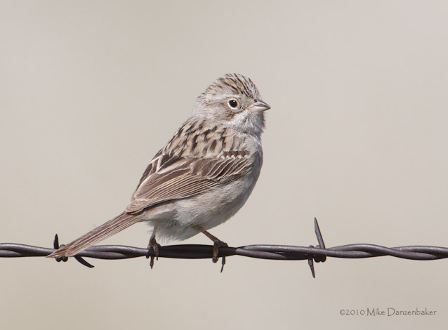 Brewer's Sparrow (Spizella breweri) photo image