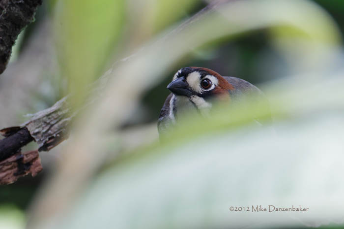 Cabanis's Ground Sparrow (Melozone cabanisi) photo image