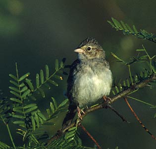 Cassin's Sparrow (Peucaea cassinii) photo image