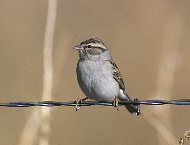 Chipping Sparrow (Spizella passerina) photo image