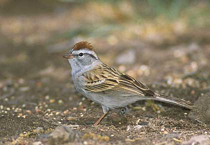 Chipping Sparrow (Spizella passerina) photo image