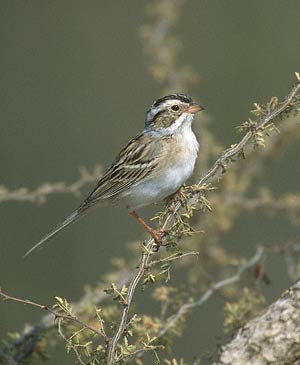 Clay-colored Sparrow (Spizella pallida) photo image