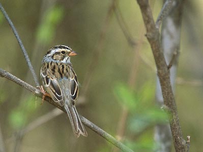 Clay-colored Sparrow (Spizella pallida) photo image