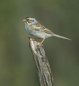 Clay-colored Sparrow (Spizella pallida) photo image
