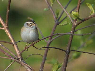 Clay-colored Sparrow (Spizella pallida) photo image
