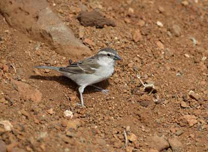 Iago Sparrow (Passer iagoensis) photo image