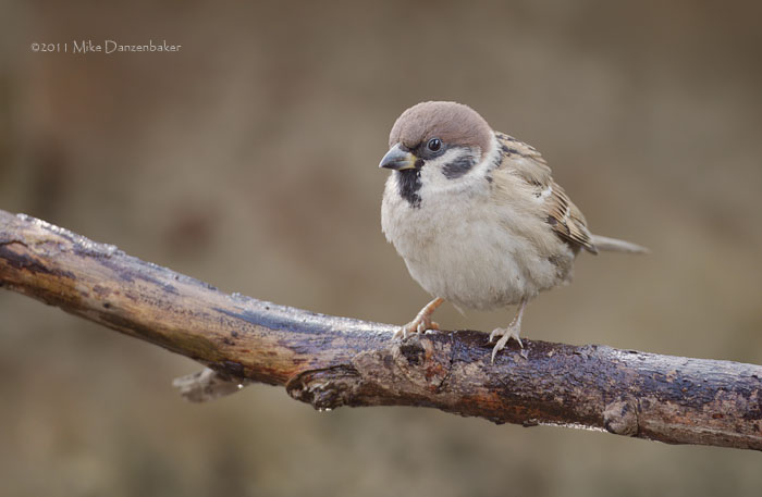 Eurasian Tree Sparrow (Passer montanus) photo image