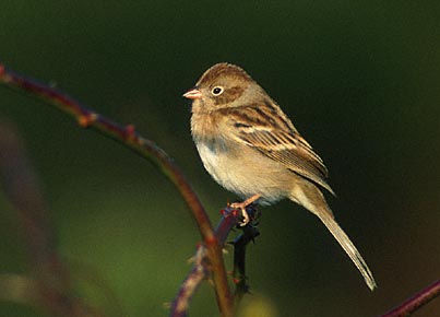 Field Sparrow (Spizella pusilla) photo image