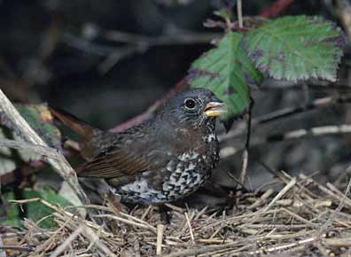 Fox Sparrow (Passerella iliaca) photo image