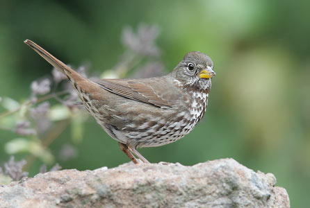 Fox Sparrow (Passerella iliaca) photo image