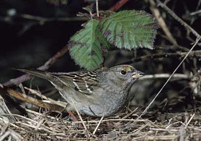 Golden-crowned Sparrow (Zonotrichia atricapilla) photo image