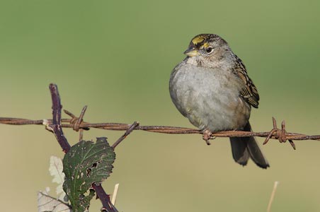 Golden-crowned Sparrow (Zonotrichia atricapilla) photo image