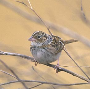 Grasshopper Sparrow (Ammodramus savannarum) photo image