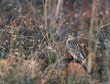 Grasshopper Sparrow (Ammodramus savannarum) photo image