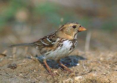 Harris's Sparrow (Zonotrichia querula) photo image