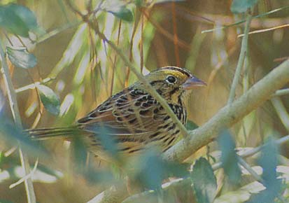 Henslow's Sparrow (Ammodramus henslowii) photo image
