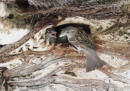 House Sparrow (Passer domesticus) photo image