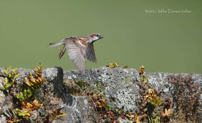 House Sparrow (Passer domesticus) photo image