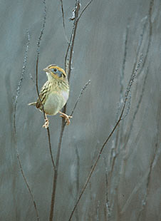 Le Conte's Sparrow (Ammodramus leconteii) photo image