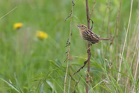 Le Conte's Sparrow (Ammodramus leconteii) photo image