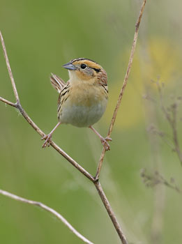 Le Conte's Sparrow (Ammodramus leconteii) photo image