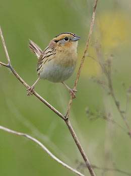 Le Conte's Sparrow (Ammodramus leconteii) photo image