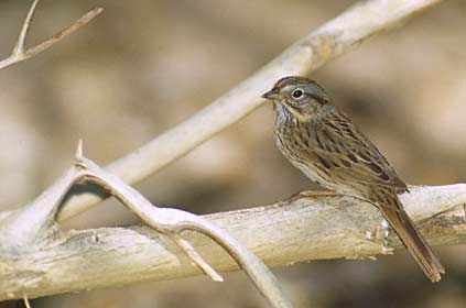 Lincoln's Sparrow (Melospiza lincolnii) photo image