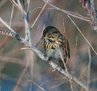 Lincoln's Sparrow (Melospiza lincolnii) photo image