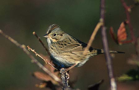Lincoln's Sparrow (Melospiza lincolnii) photo image