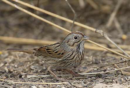 Lincoln's Sparrow (Melospiza lincolnii) photo