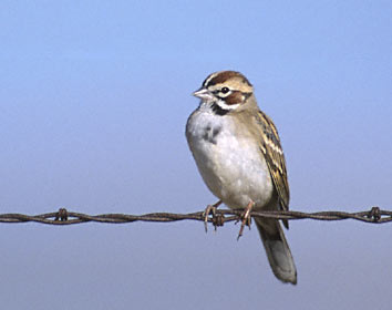 Lark Sparrow (Chondestes grammacus) photo image