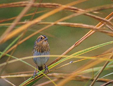 Nelson's Sparrow (Ammodramus nelsoni) photo image