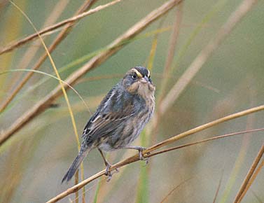 Nelson's Sparrow (Ammodramus nelsoni) photo image