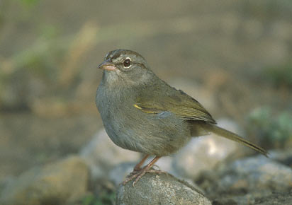 Olive Sparrow (Arremonops rufivirgatus) photo image