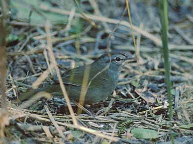 Olive Sparrow (Arremonops rufivirgatus) photo image