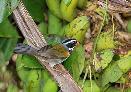 Orange-billed Sparrow (Arremon aurantiirostris) photo