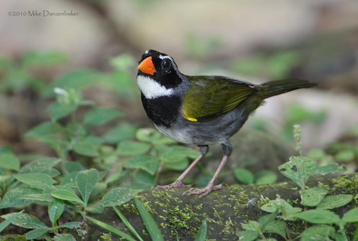 Orange-billed Sparrow (Arremon aurantiirostris) photo