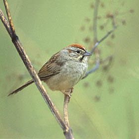 Rufous-crowned Sparrow (Aimophila ruficeps) photo image